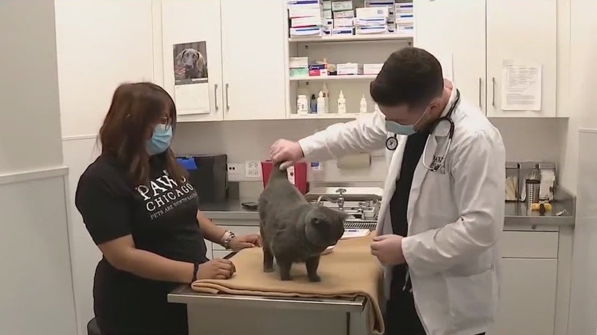 Nationwide dropping pet insurance in some states